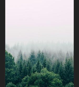 Cuadro The Fog And The Forest I