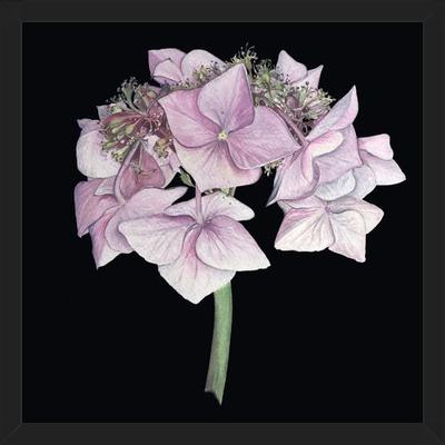 Cuadro Hortensia rosada