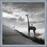 Cuadro Giraffes