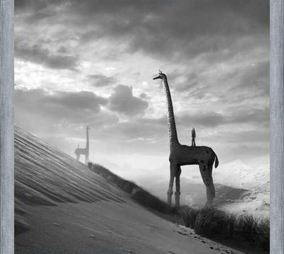 Cuadro Giraffes