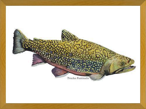 Cuadro Trucha Fontinalis