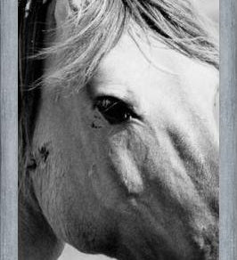 Cuadro horse