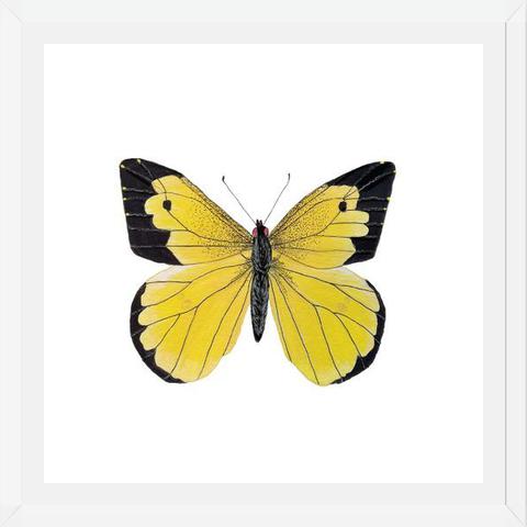 Cuadro Mariposa amarilla Boliviana