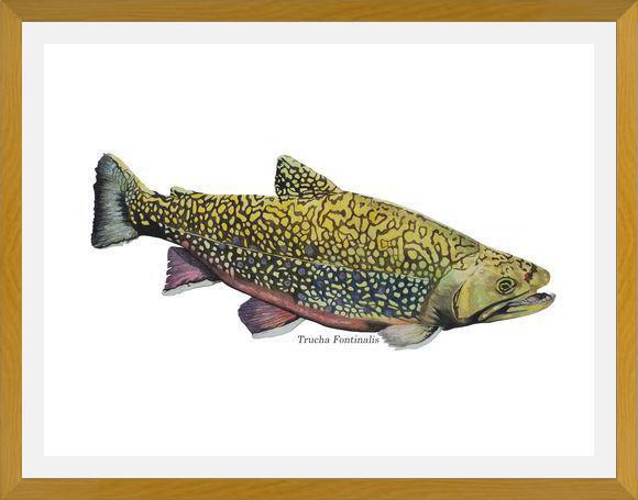 Cuadro Trucha Fontinalis