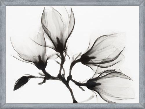 Cuadro Magnolia