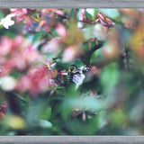 Cuadro Flores e insectos Nº6