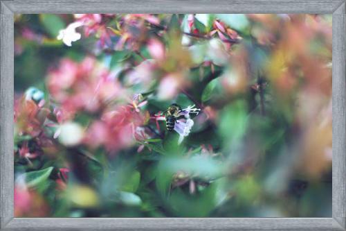 Cuadro Flores e insectos Nº6