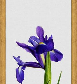 Cuadro Iris Still Life