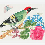 Cuadro Pájaro carpintero