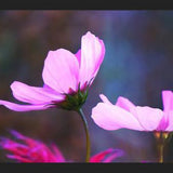Cuadro Pink Cosmo