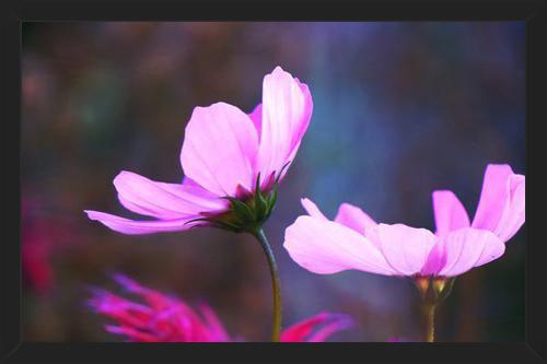Cuadro Pink Cosmo