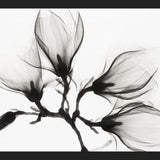 Cuadro Magnolia