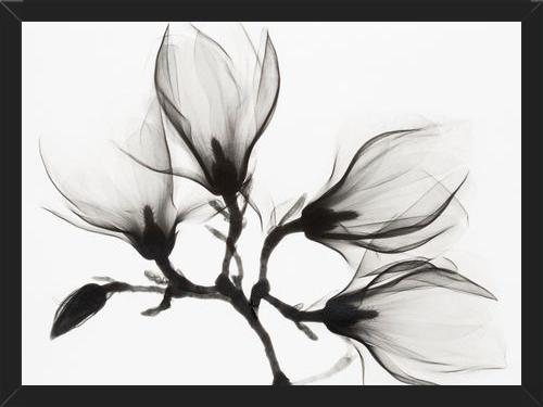 Cuadro Magnolia