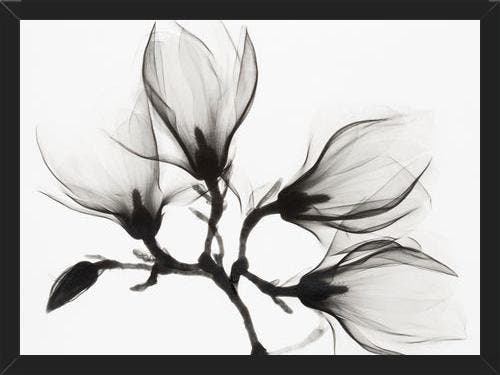 Cuadro Magnolia