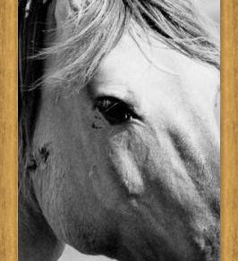 Cuadro horse