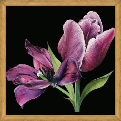Cuadro Pareja de tulipanes