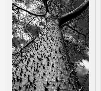 Cuadro Arbol