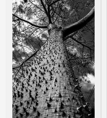 Cuadro Arbol