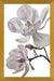Cuadro Flores magnolia