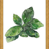 Cuadro ALBAHACA
