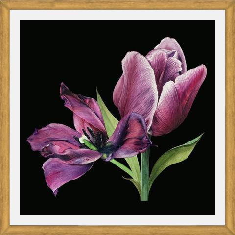 Cuadro Pareja de tulipanes