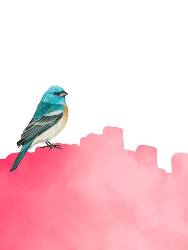 Canvas Pink Bird