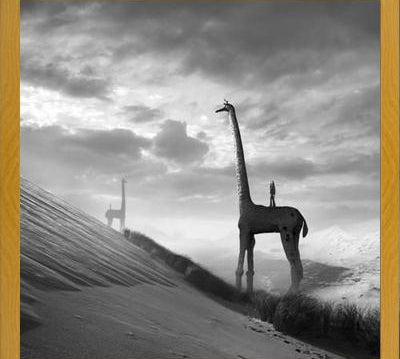 Cuadro Giraffes