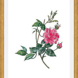 Cuadro Rosa II