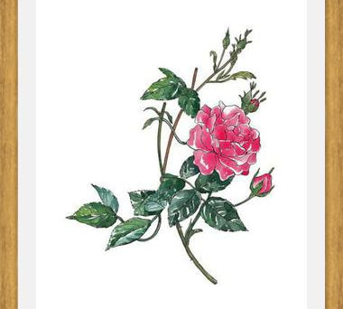 Cuadro Rosa II