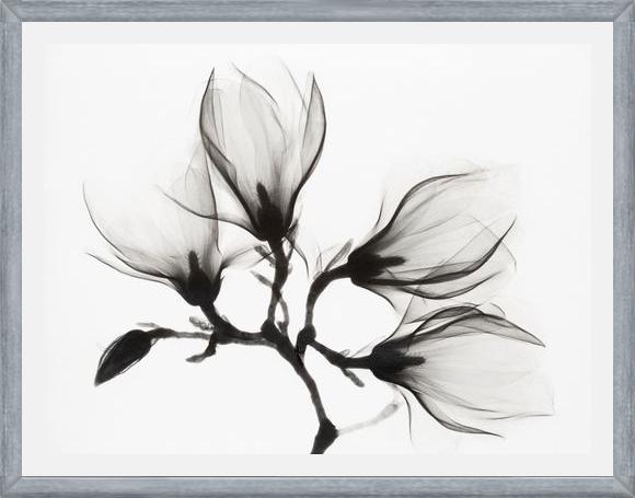 Cuadro Magnolia