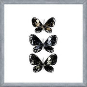 Cuadro Mottled Moth