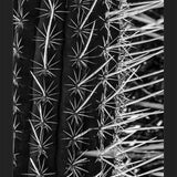 Cuadro Cactus