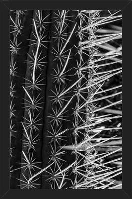 Cuadro Cactus