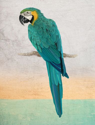 Canvas Graffiti Macaw
