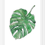 Cuadro Monstera Deliciosa