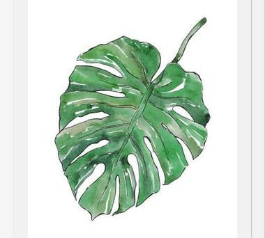 Cuadro Monstera Deliciosa