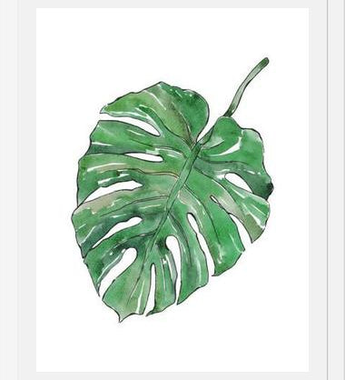 Cuadro Monstera Deliciosa