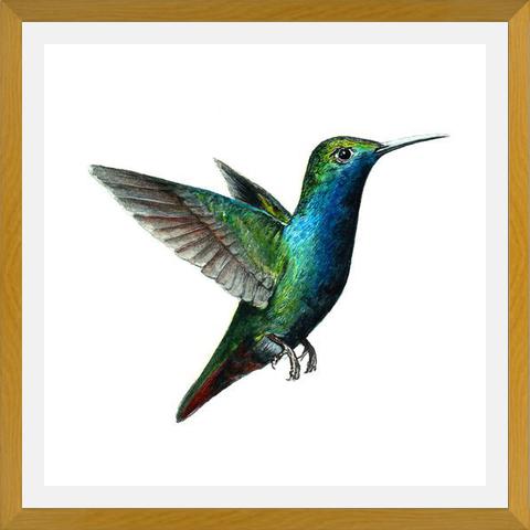 Cuadro Picaflor