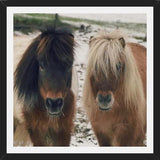 Cuadro Mini Horses in the Snow