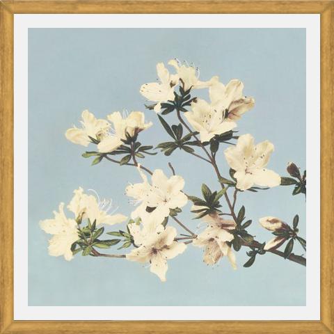 Cuadro Cream and LightBlue