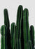 Canvas Cactus I