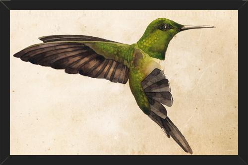 Cuadro Colibrí Verde Acuarela