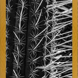 Cuadro Cactus