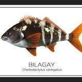 Cuadro Colección Especies de Peces Chilenos: Bilagay