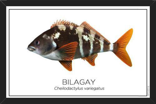 Cuadro Colección Especies de Peces Chilenos: Bilagay