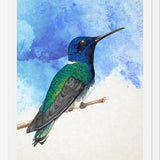 Enmarcado Colibrí azul