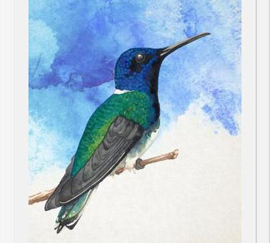 Enmarcado Colibrí azul