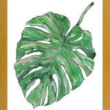 Cuadro Monstera Deliciosa