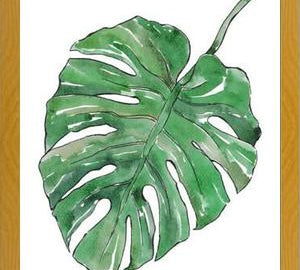 Cuadro Monstera Deliciosa