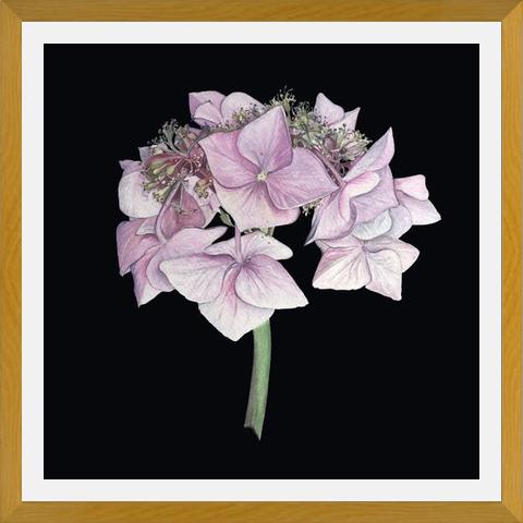 Cuadro Hortensia rosada